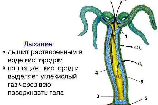 Что такое кракен маркетплейс